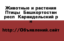 Животные и растения Птицы. Башкортостан респ.,Караидельский р-н